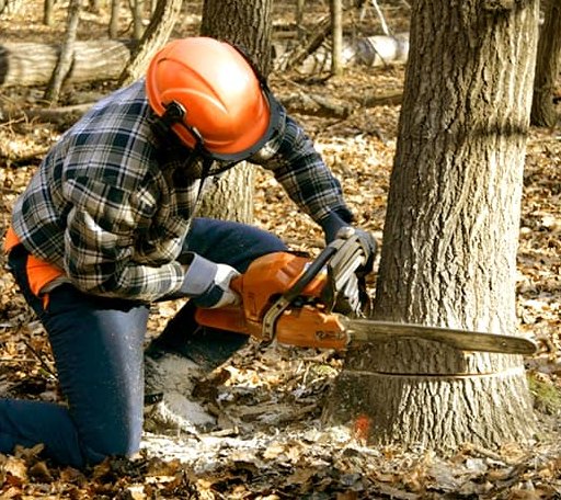 Tree Removal in Conchas Dam, NM